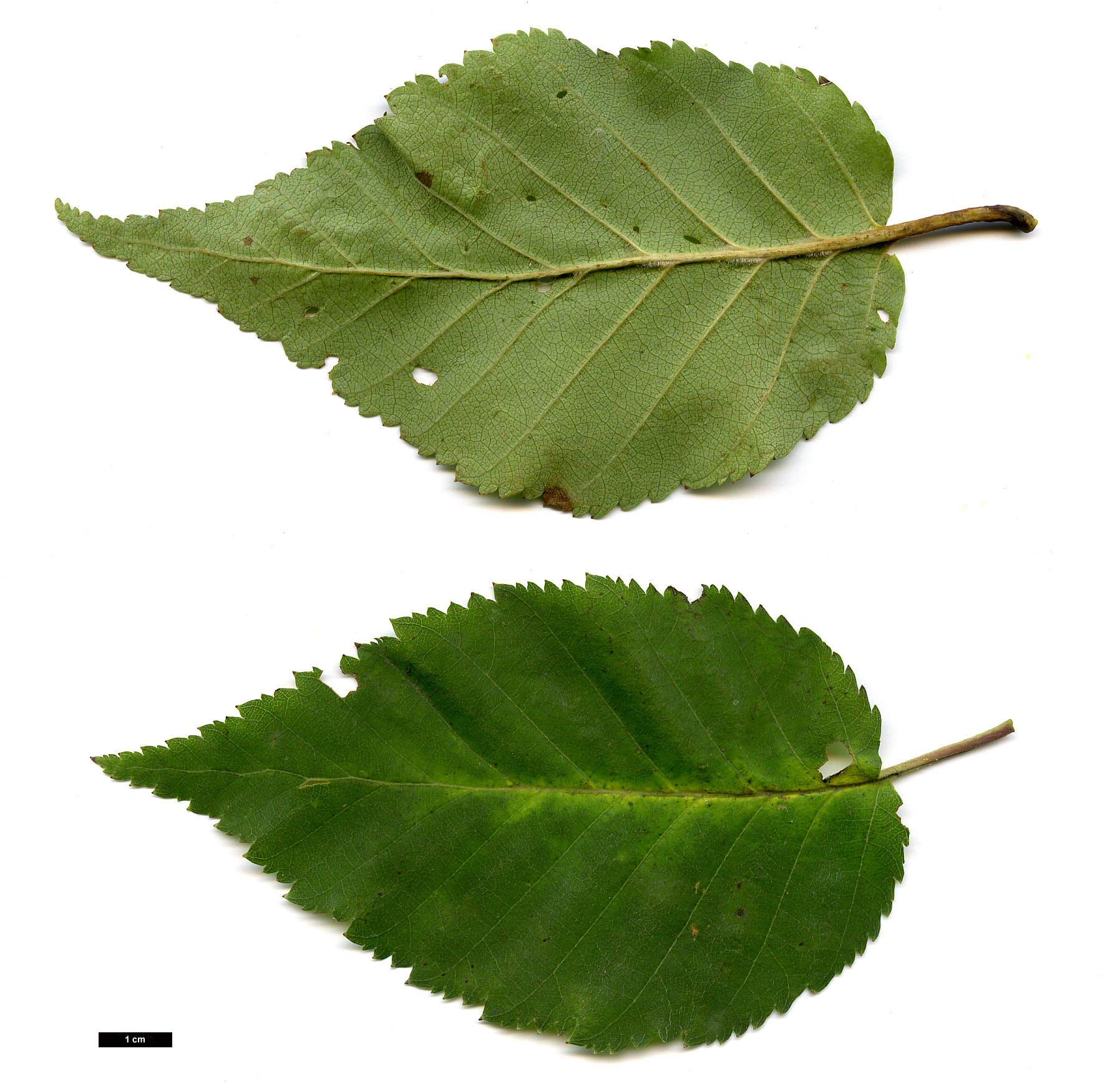 High resolution image: Family: Betulaceae - Genus: Betula - Taxon: utilis - SpeciesSub: subsp. albosinensis